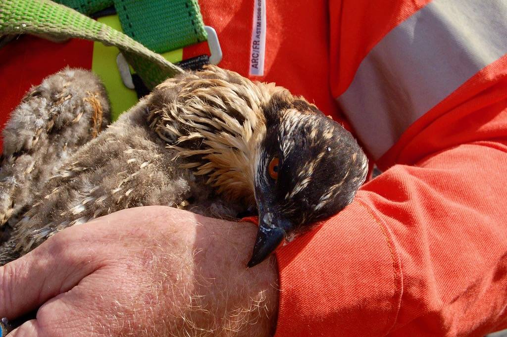 Young osprey being held by Grand River Conservation Authority is licensed under CC BY-NC-ND 2.0.